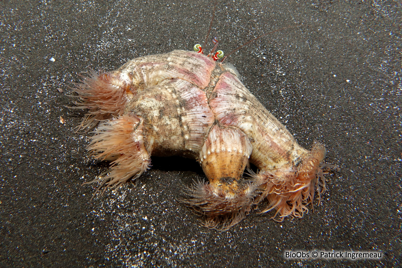 Anémone de l'ermite aux yeux verts - Calliactis polypus - Patrick Ingremeau - BioObs