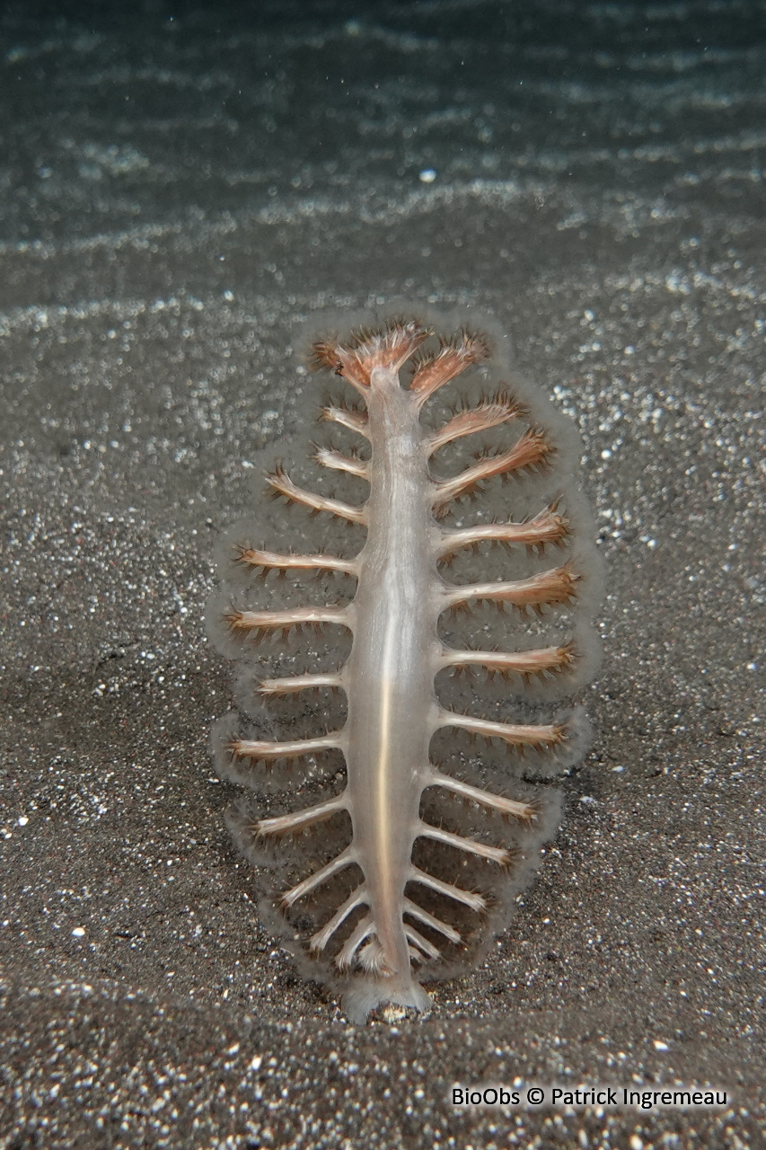 Plumes de mer,pennatules (famille) - Pennatulidae - Patrick Ingremeau - BioObs