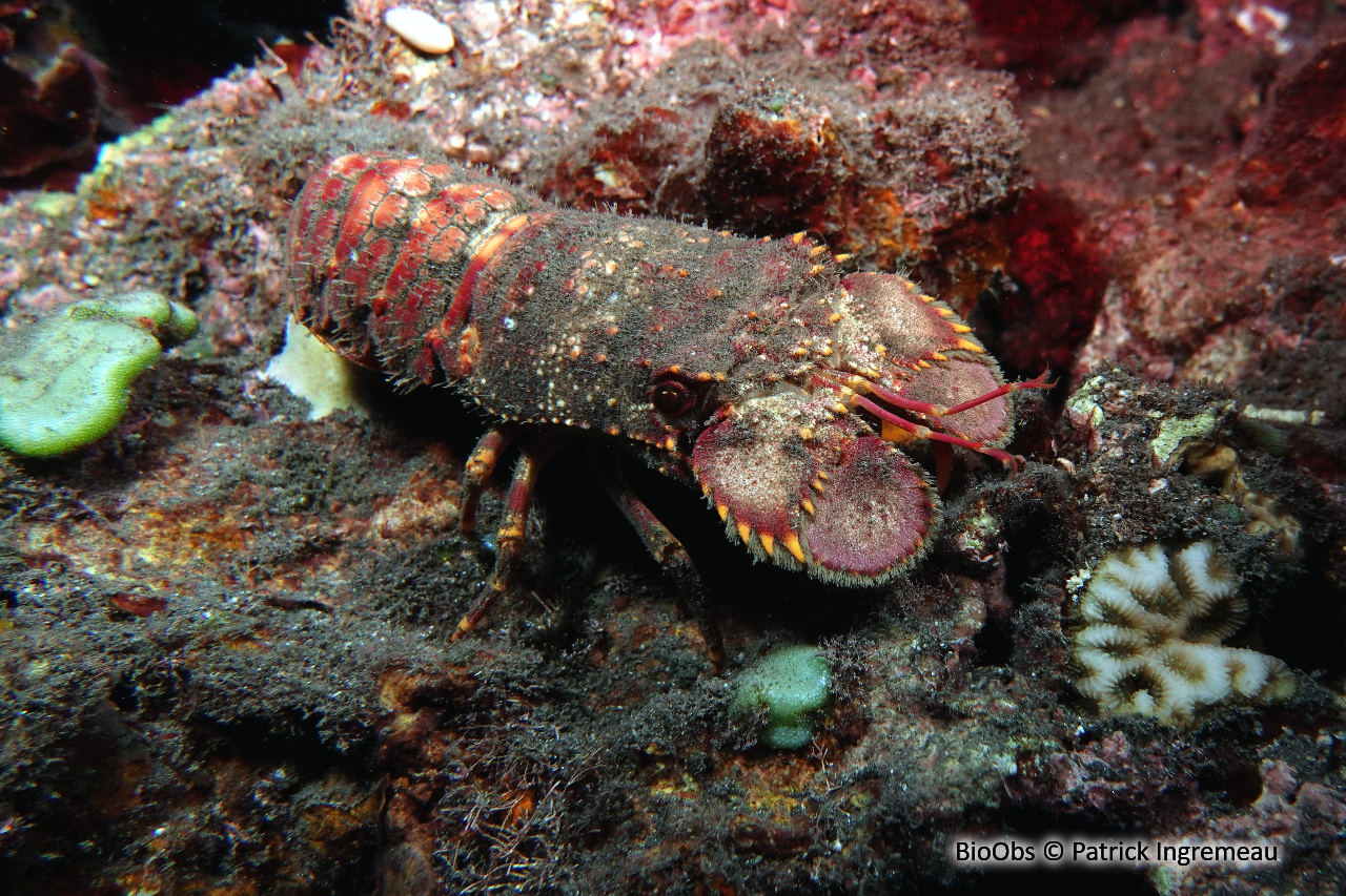 Cigale de mer popinée - Arctides regalis - Patrick Ingremeau - BioObs