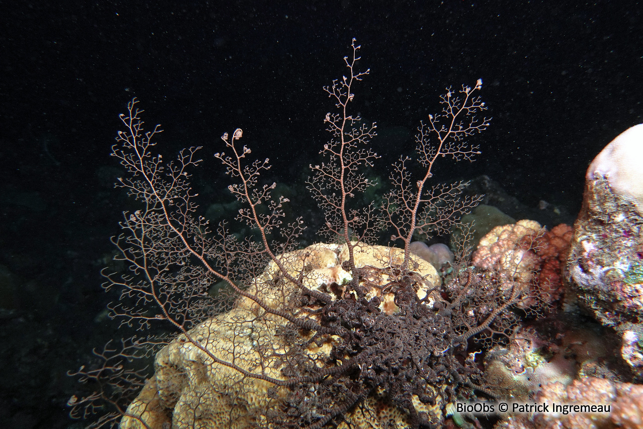 Gorgonocéphale tête de méduse - Astroboa nuda - Patrick Ingremeau - BioObs