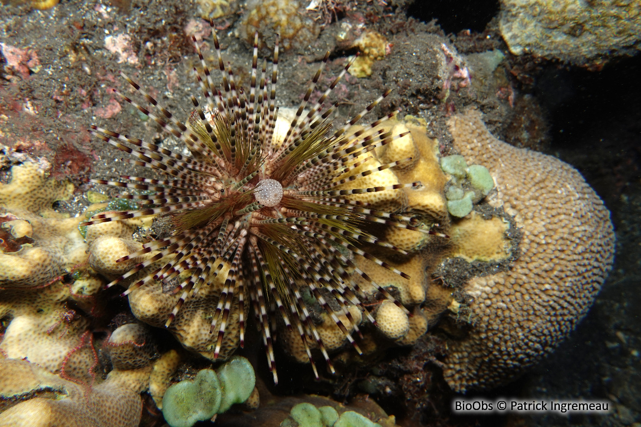 Oursin à doubles piquants - Echinothrix calamaris - Patrick Ingremeau - BioObs
