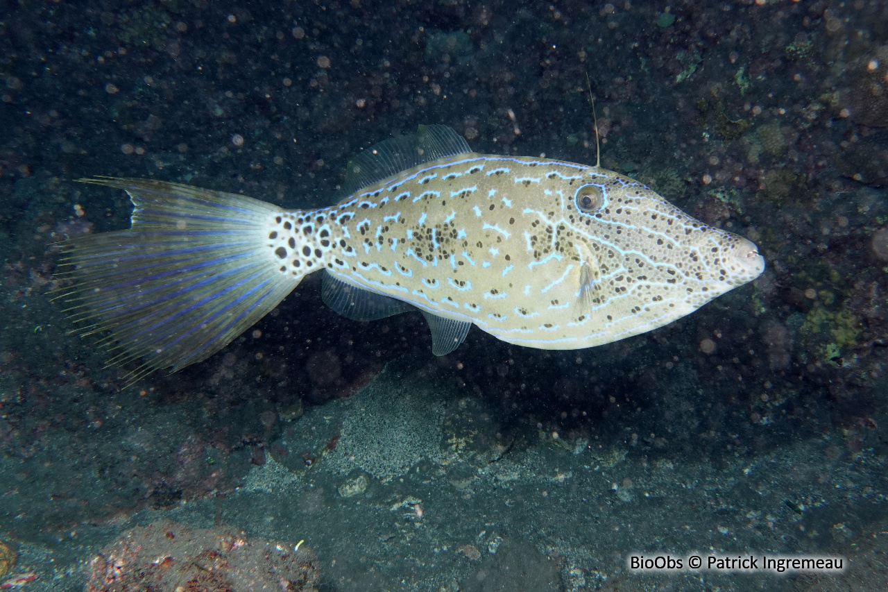 Bourse écriture - Aluterus scriptus - Patrick Ingremeau - BioObs