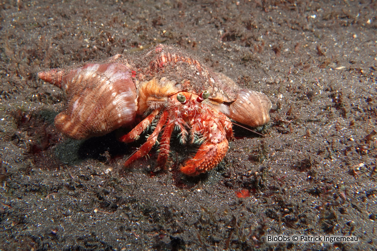 Bernard-l'hermite aux yeux verts - Dardanus pedunculatus - Patrick Ingremeau - BioObs