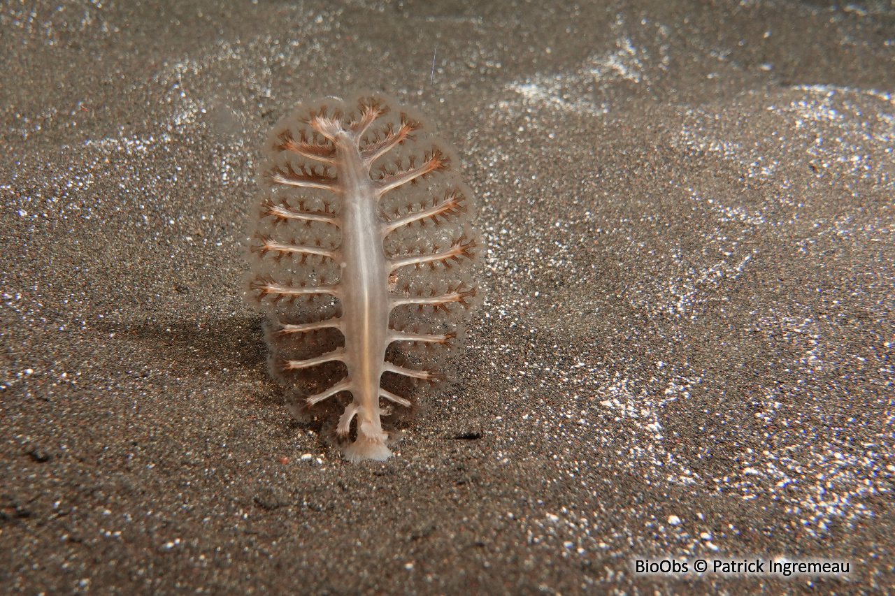 Plumes de mer,pennatules (famille) - Pennatulidae - Patrick Ingremeau - BioObs