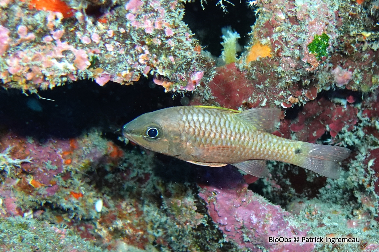 Apogon irisé - Pristiapogon kallopterus - Patrick Ingremeau - BioObs