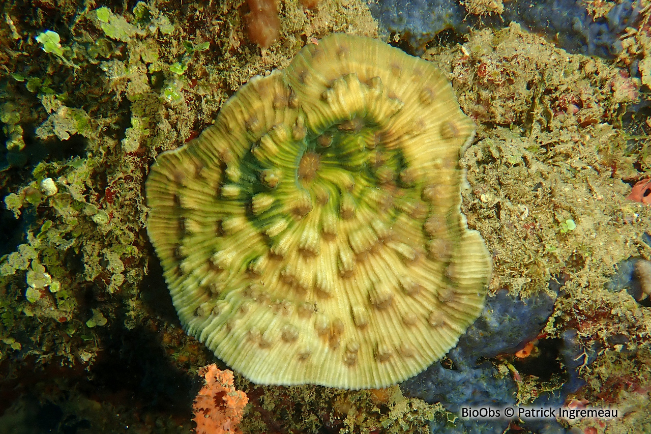 Leptoseris (genre) - Leptoseris sp - Patrick Ingremeau - BioObs