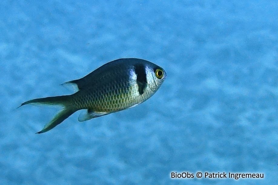 Chromis double barre des Mascareignes - Chromis torquata - Patrick Ingremeau - BioObs