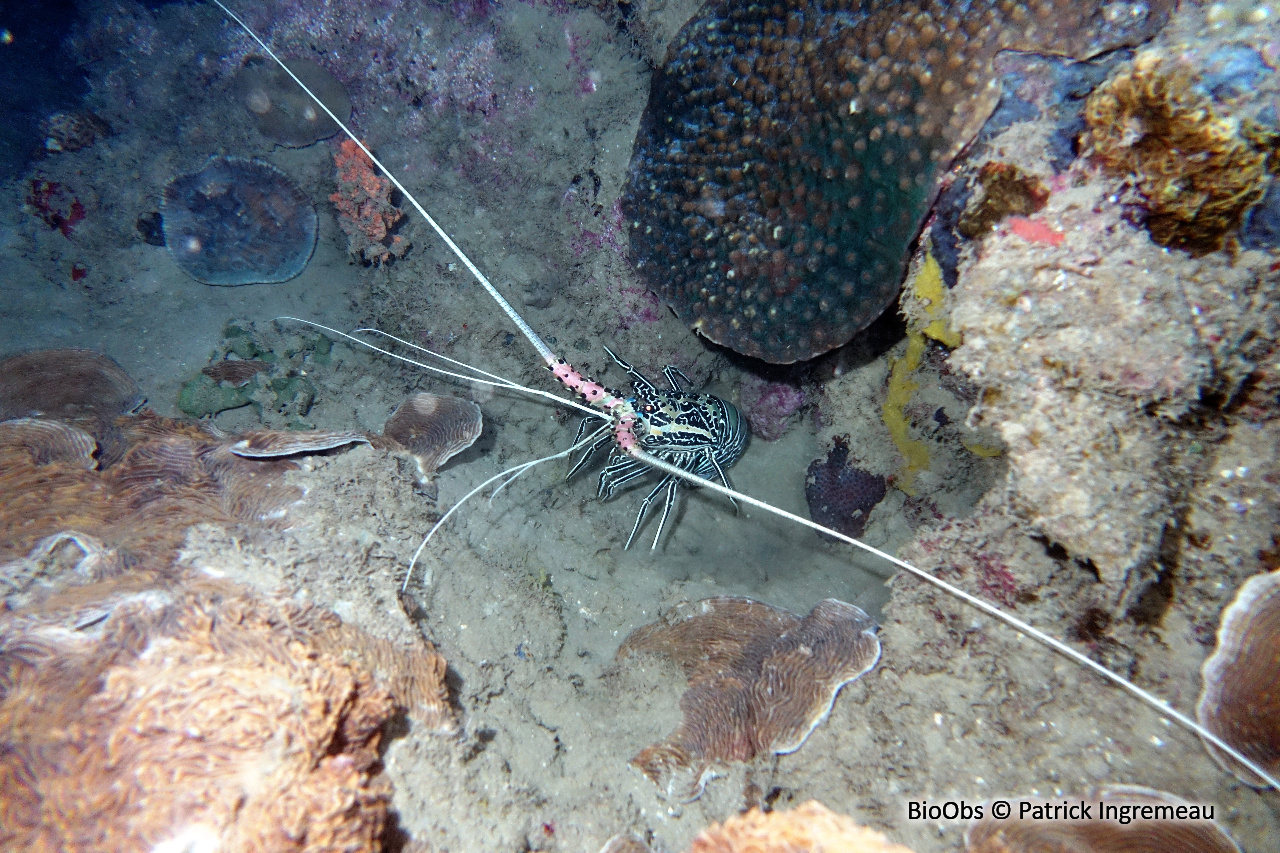 Langouste peinte - Panulirus versicolor - Patrick Ingremeau - BioObs