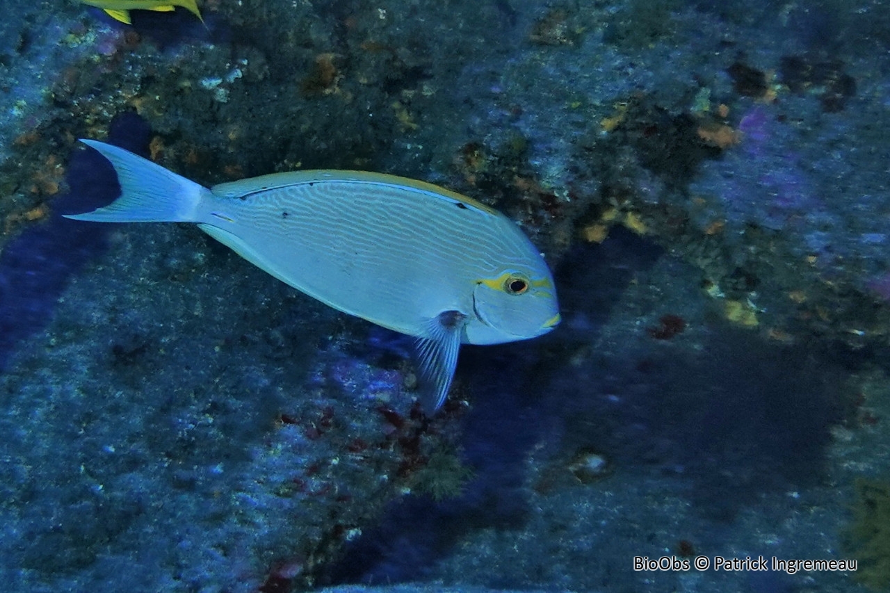 Chirurgien pâle - Acanthurus mata - Patrick Ingremeau - BioObs