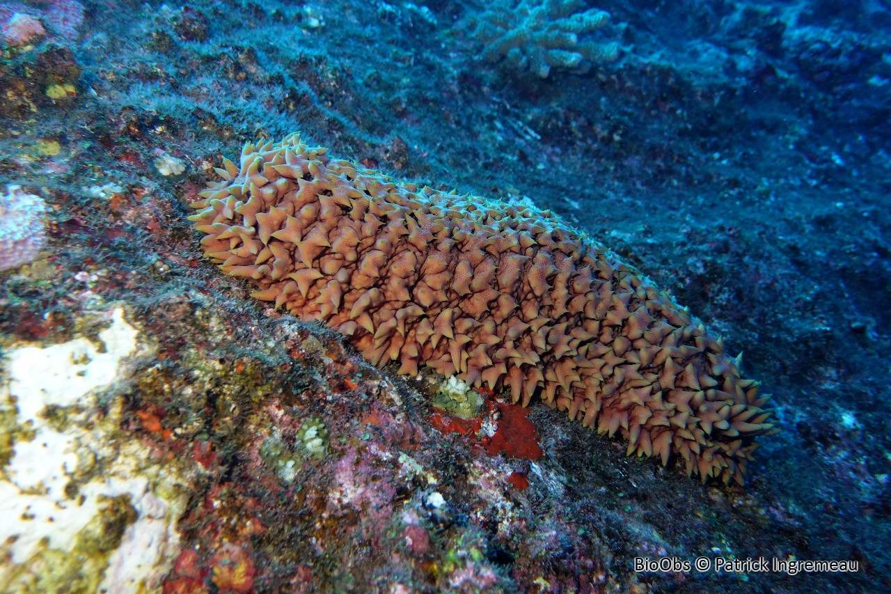 Concombre de mer épineux - Thelenota ananas - Patrick Ingremeau - BioObs