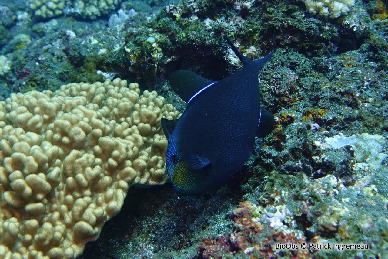 Baliste noir - Melichthys niger - Patrick Ingremeau - BioObs
