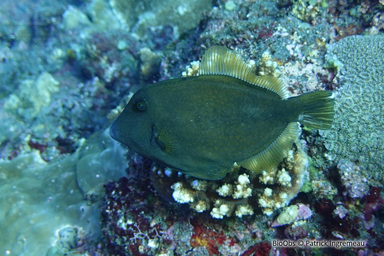 Poisson-lime panthère - Cantherhines pardalis - Patrick Ingremeau - BioObs