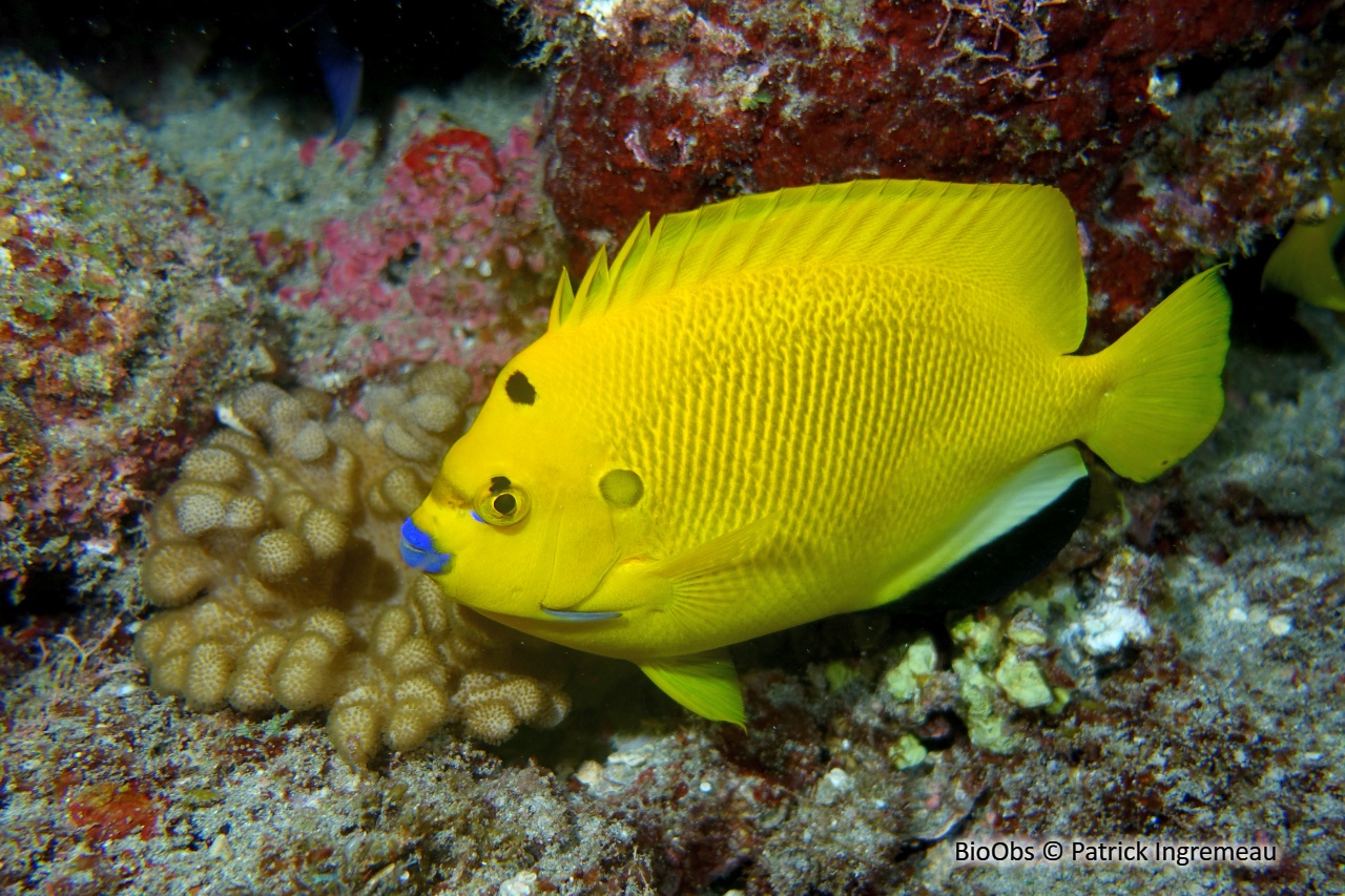 Poisson-ange à trois taches - Apolemichthys trimaculatus - Patrick Ingremeau - BioObs