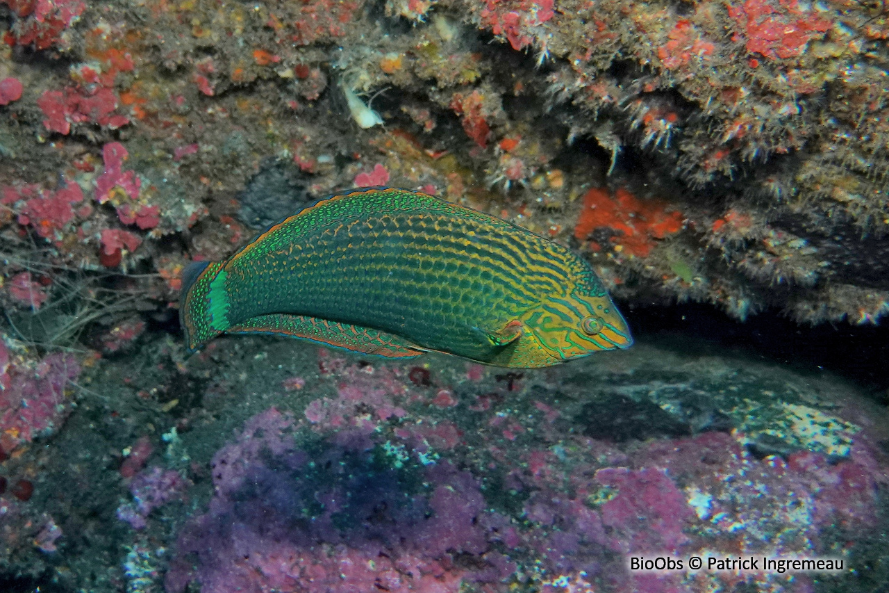 Labre bordé - Halichoeres marginatus - Patrick Ingremeau - BioObs