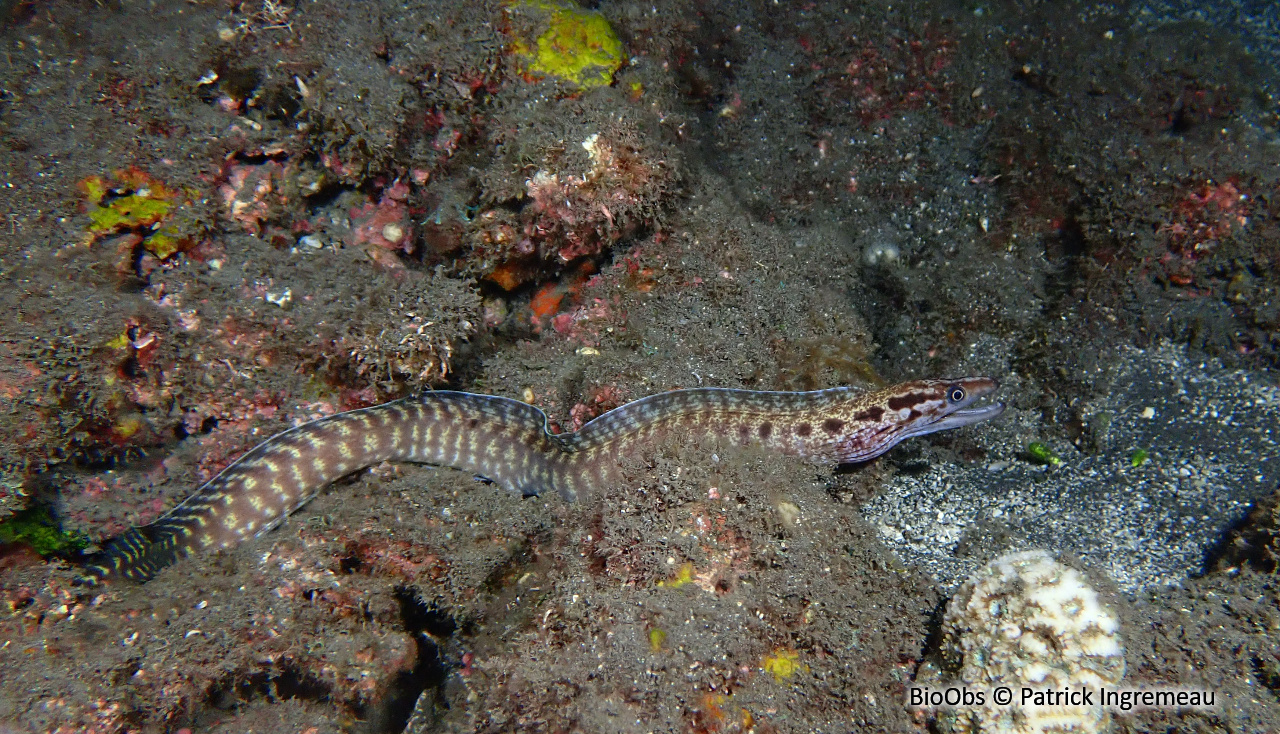 Murène à cou taché - Gymnothorax margaritophorus - Patrick Ingremeau - BioObs