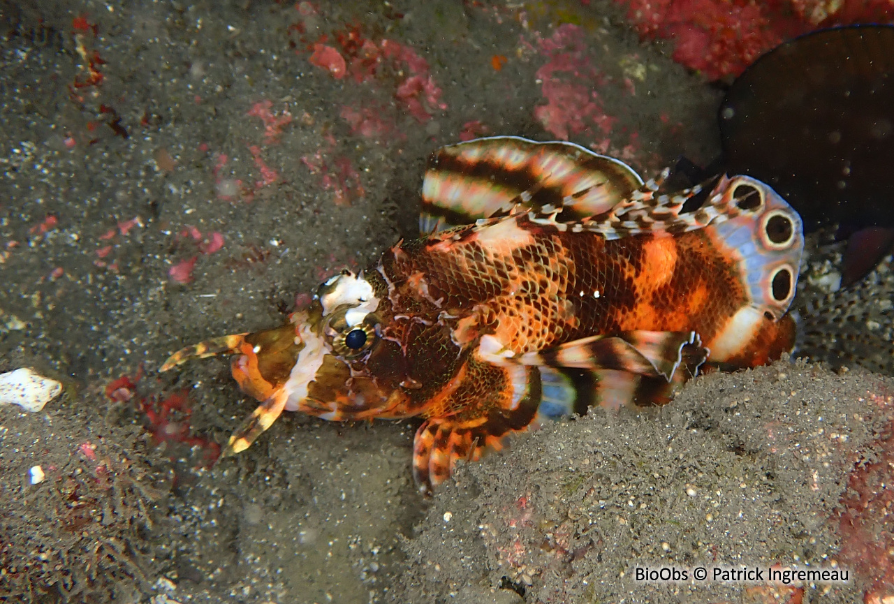 Ptérois ocellé - Dendrochirus biocellatus - Patrick Ingremeau - BioObs