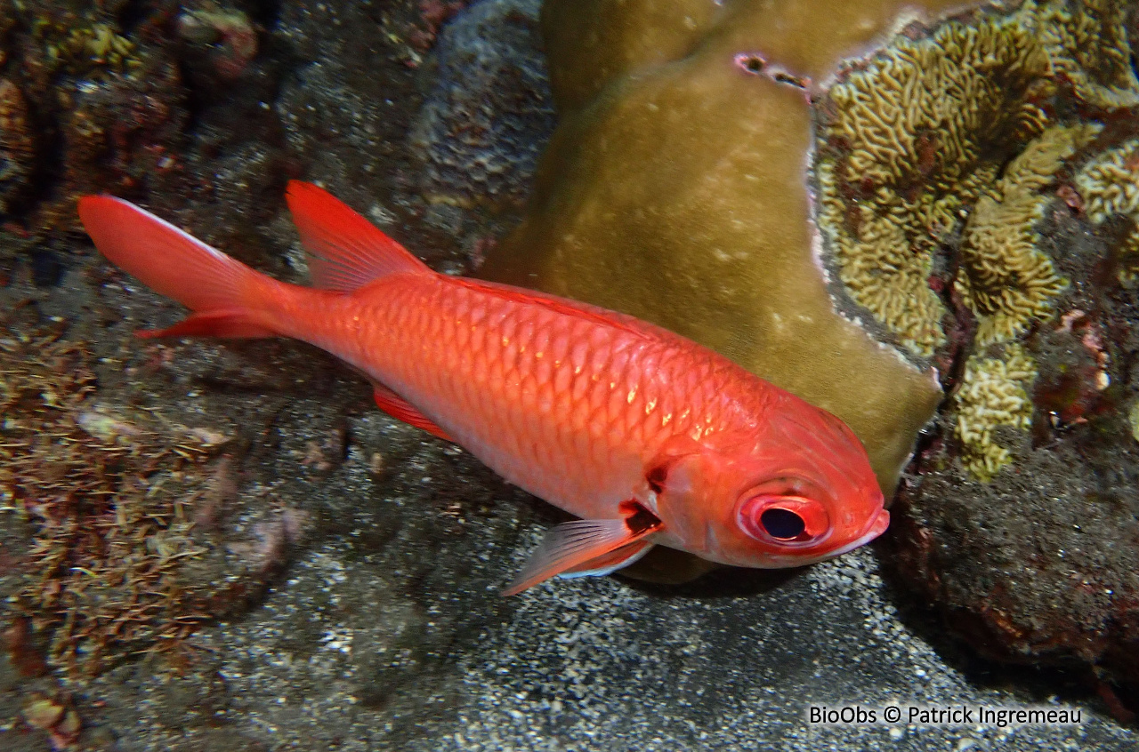 Poisson-soldat rouge - Myripristis pralinia - Patrick Ingremeau - BioObs