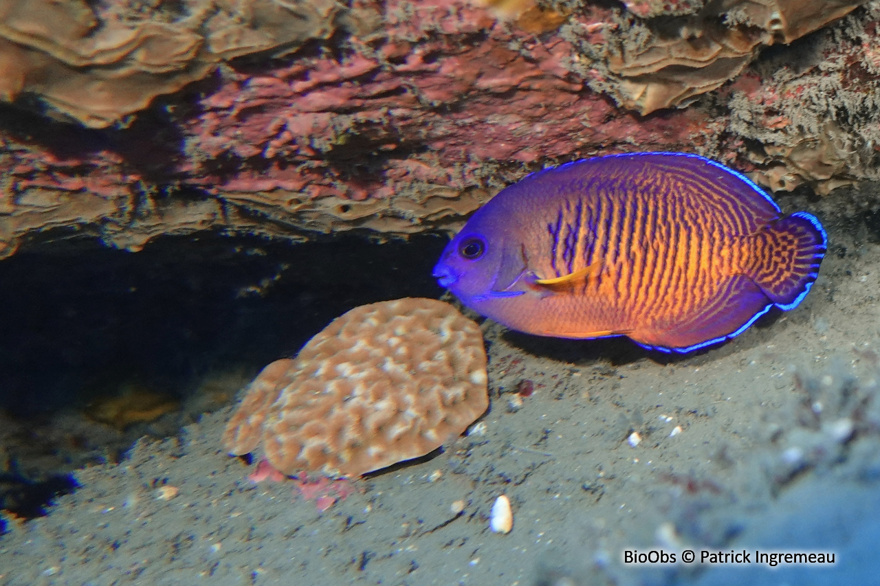Poisson-ange nain à deux épines - Centropyge bispinosa - Patrick Ingremeau - BioObs