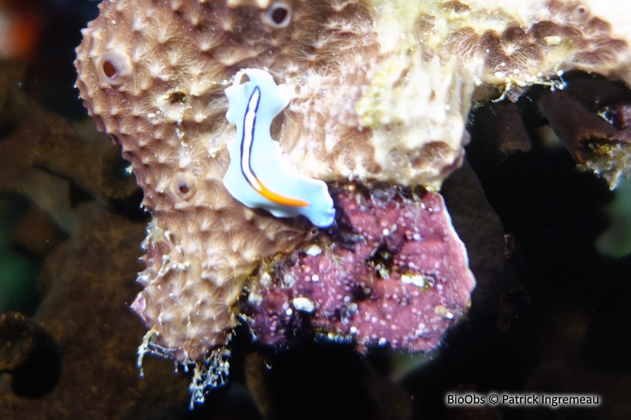 Ver plat à pointe orange - Pseudoceros liparus - Patrick Ingremeau - BioObs