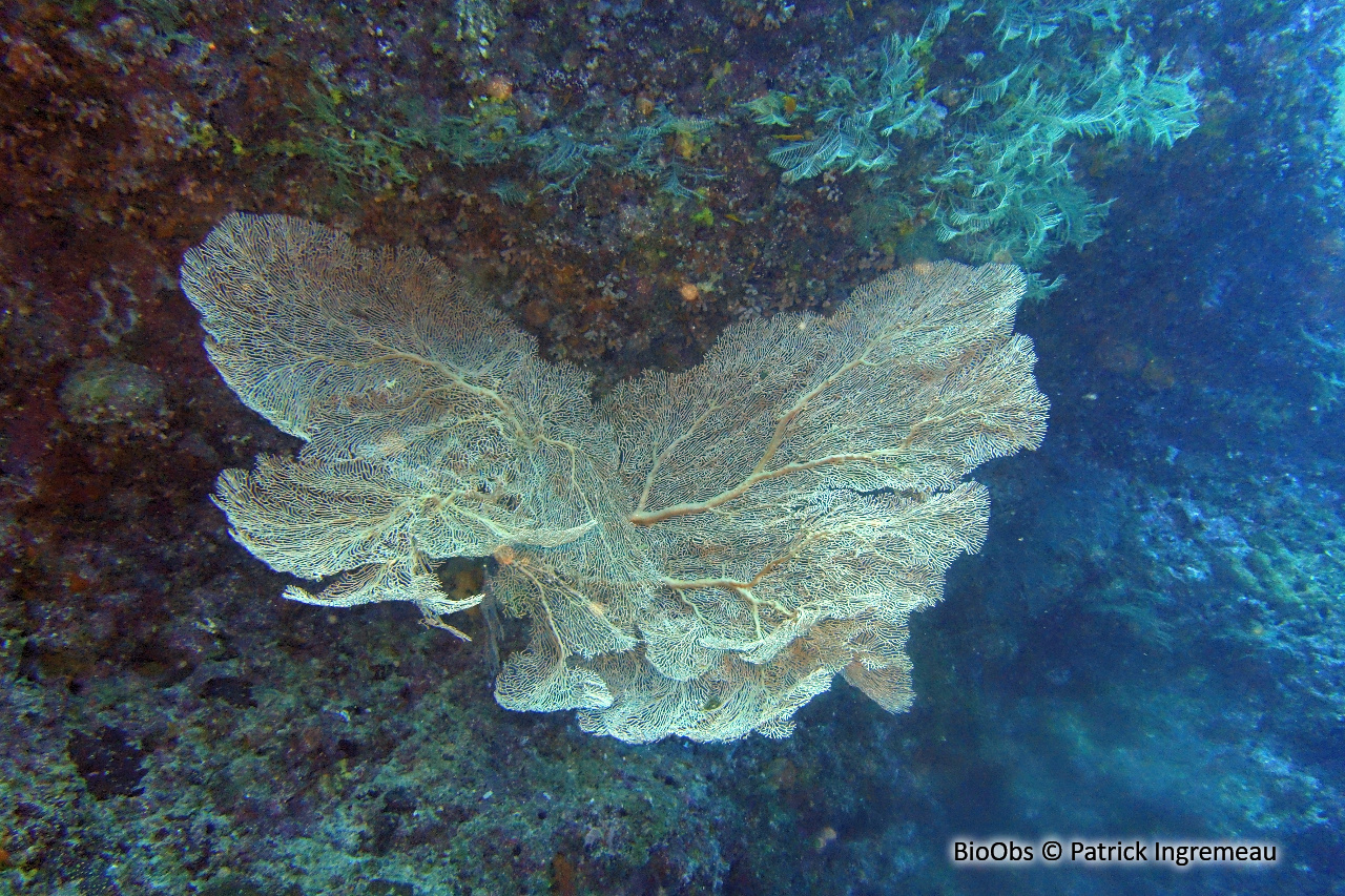 Gorgone géante éventail - Annella mollis - Patrick Ingremeau - BioObs