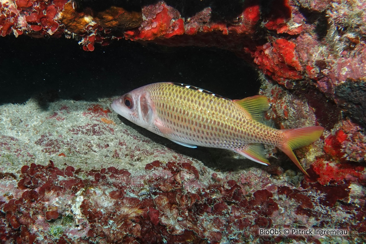 Poisson-écureuil argenté à bandes - Neoniphon opercularis - Patrick Ingremeau - BioObs