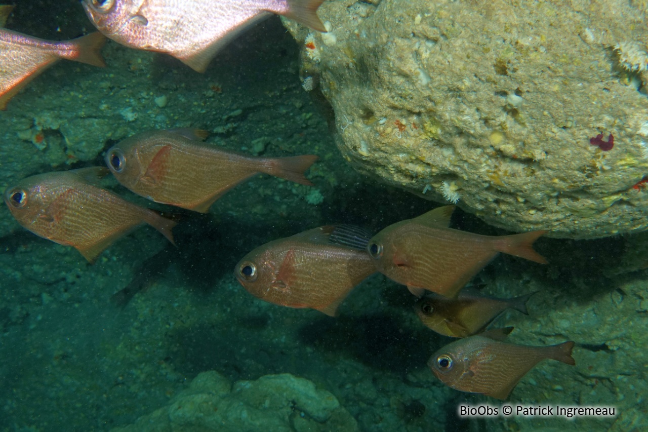 Poisson-hachette - Pempheris vanicolensis - Patrick Ingremeau - BioObs