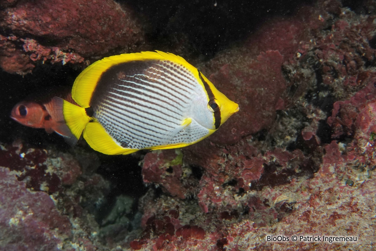 Poisson-papillon à dos noir - Chaetodon melannotus - Patrick Ingremeau - BioObs