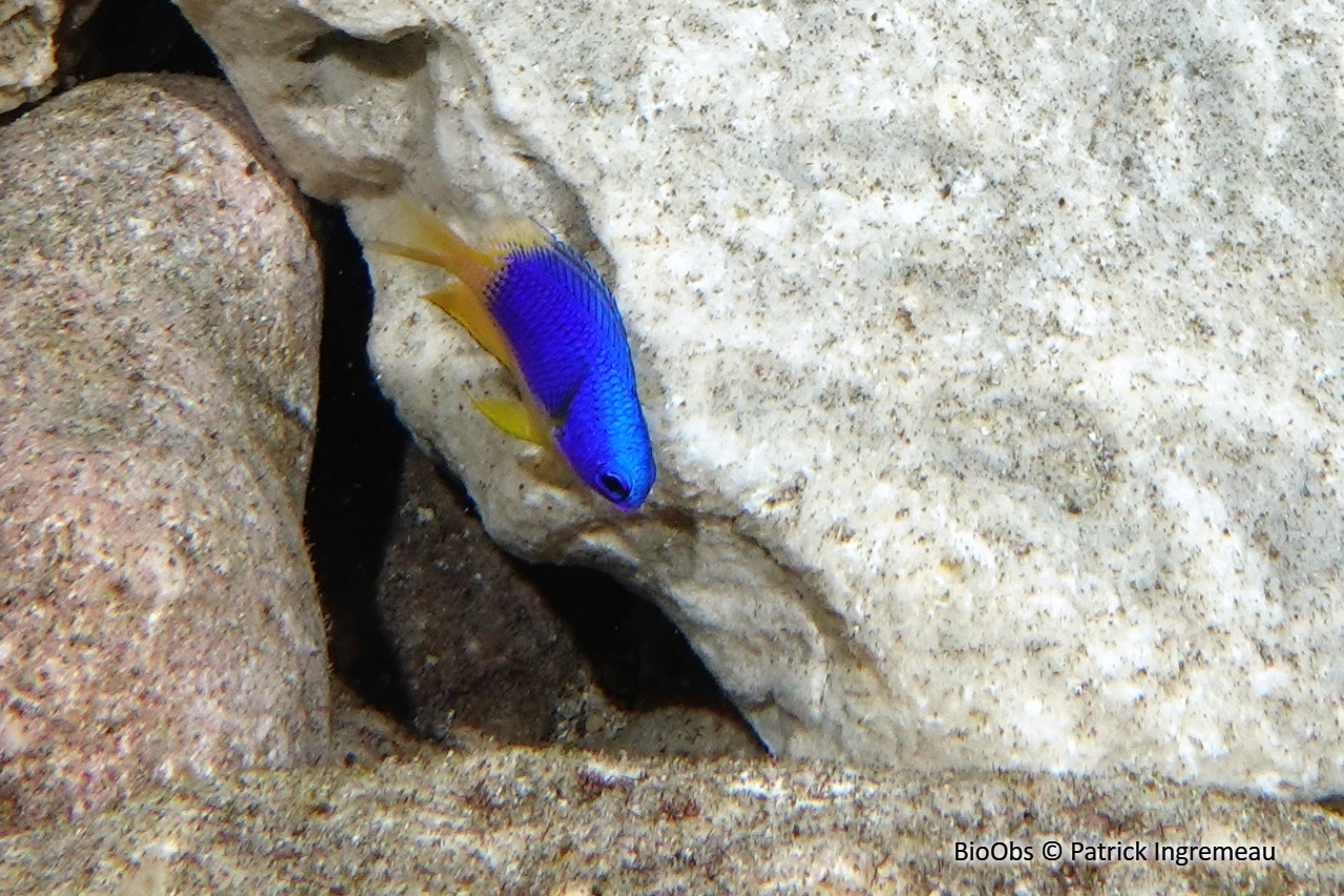 Demoiselle bleue et jaune - Pomacentrus caeruleus - Patrick Ingremeau - BioObs