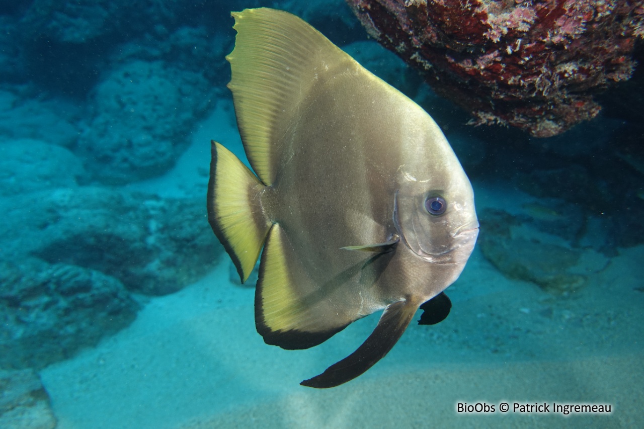 Platax de Boers - Platax boersii - Patrick Ingremeau - BioObs