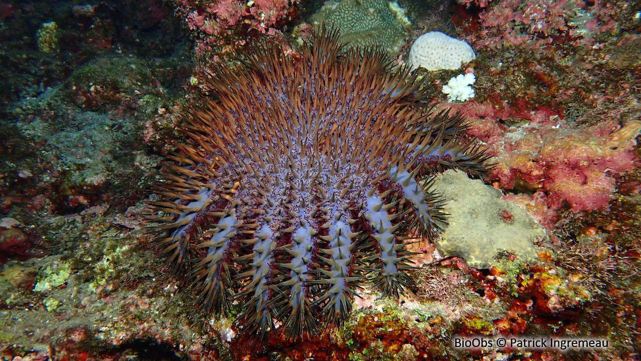 Etoile de mer couronne d'épines de Maurice - Acanthaster mauritiensis - Patrick Ingremeau - BioObs