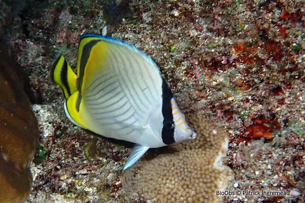 Poisson-papillon vagabond - Chaetodon vagabundus - Patrick Ingremeau - BioObs