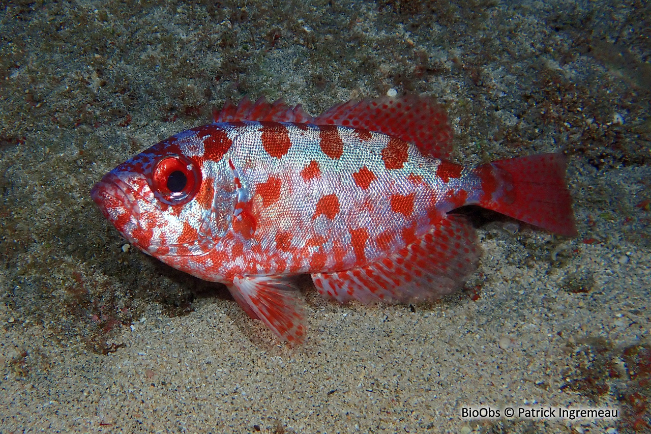 Soleil - Heteropriacanthus cruentatus - Patrick Ingremeau - BioObs