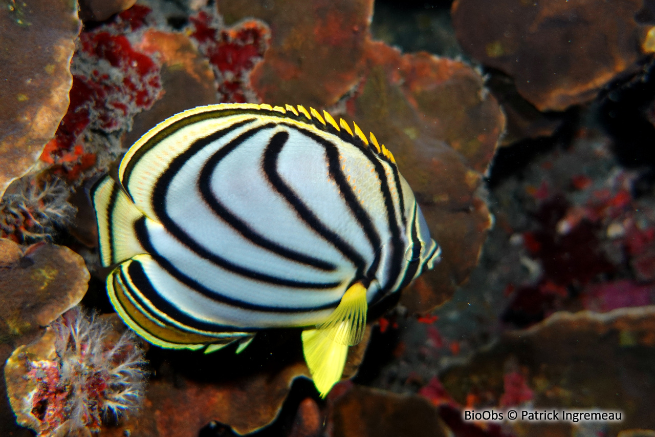 Poisson-papillon de Meyer - Chaetodon meyeri - Patrick Ingremeau - BioObs