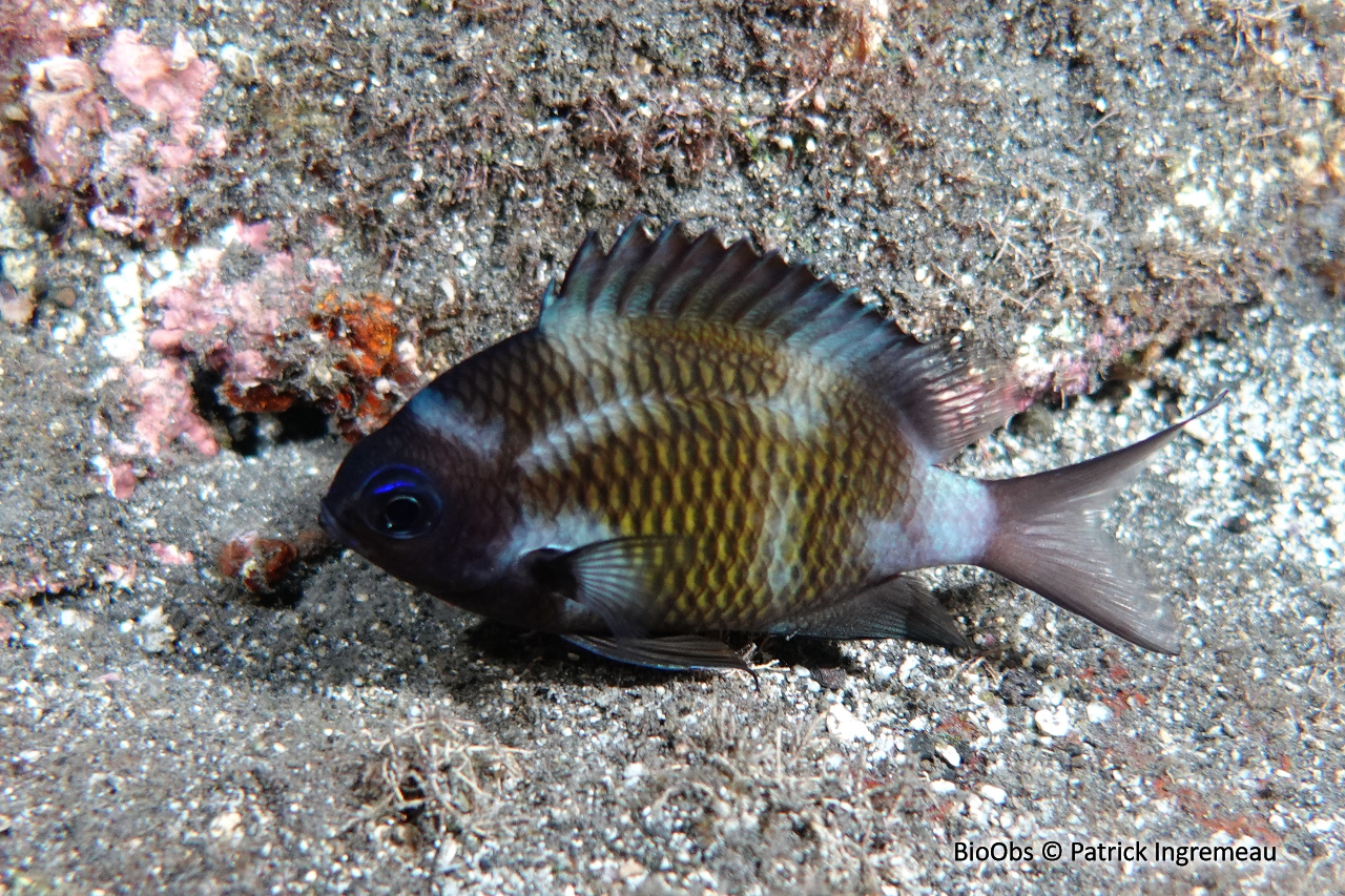 Chromis à queue blanche - Chromis chrysura - Patrick Ingremeau - BioObs