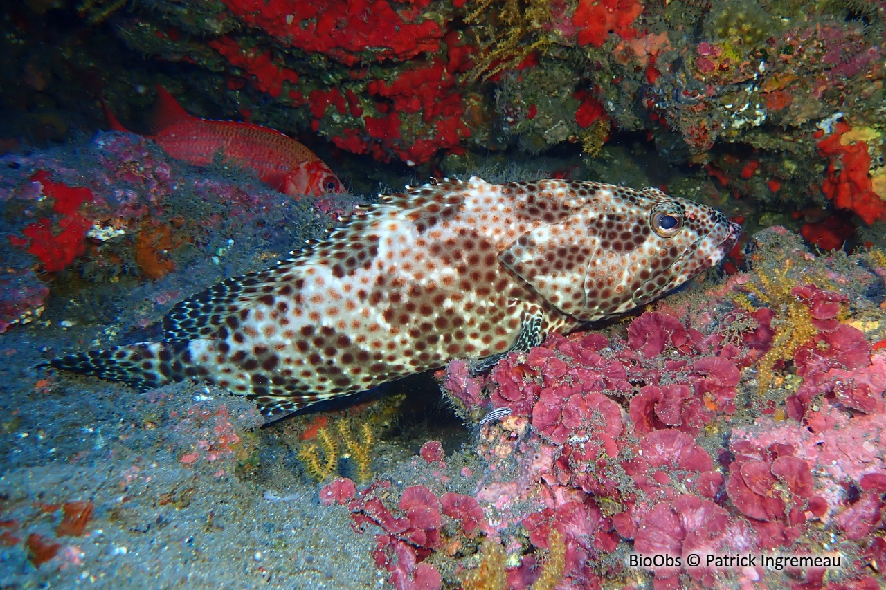 Mérou loutre - Epinephelus tauvina - Patrick Ingremeau - BioObs