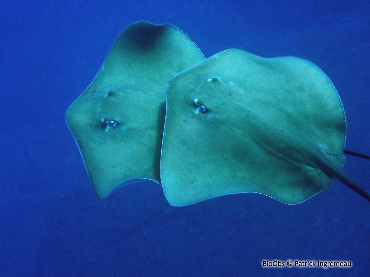 Raie rose - Pateobatis fai - Patrick Ingremeau - BioObs