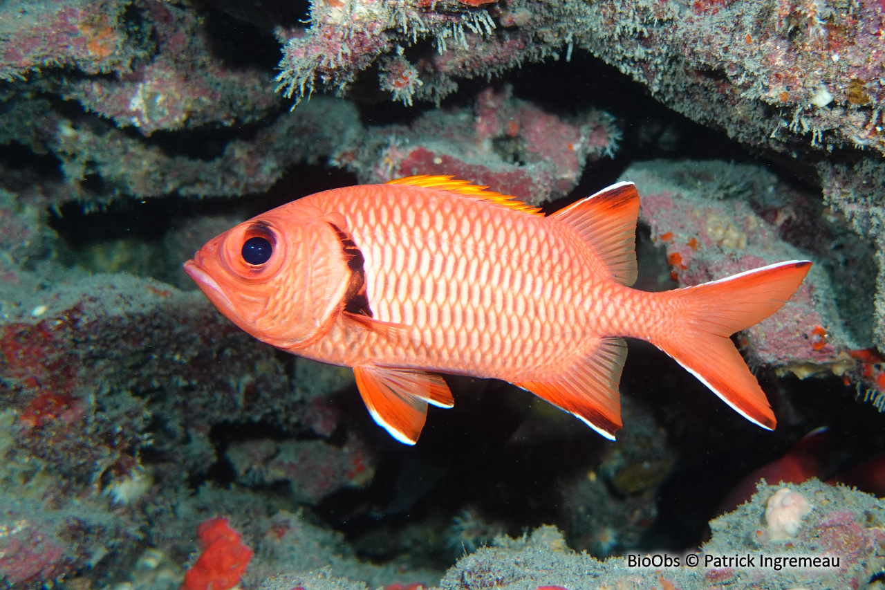 Poisson-soldat de Berndt - Myripristis berndti - Patrick Ingremeau - BioObs