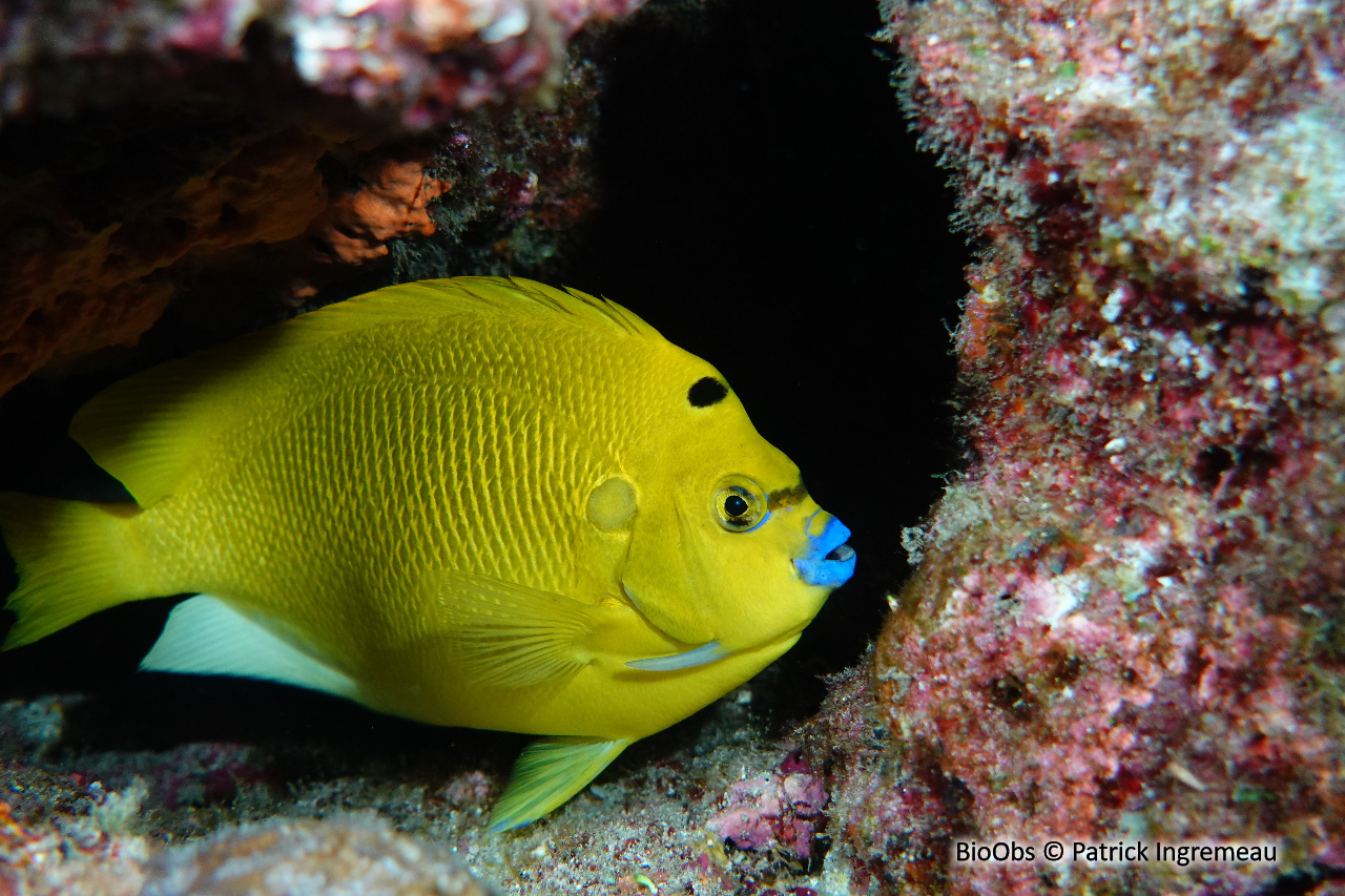 Poisson-ange à trois taches - Apolemichthys trimaculatus - Patrick Ingremeau - BioObs