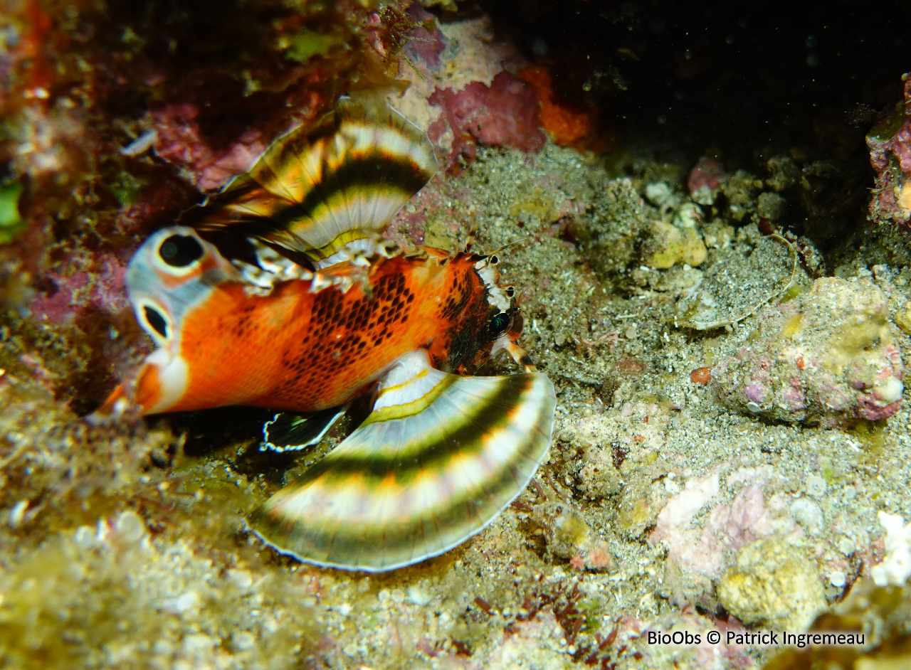 Ptérois ocellé - Dendrochirus biocellatus - Patrick Ingremeau - BioObs