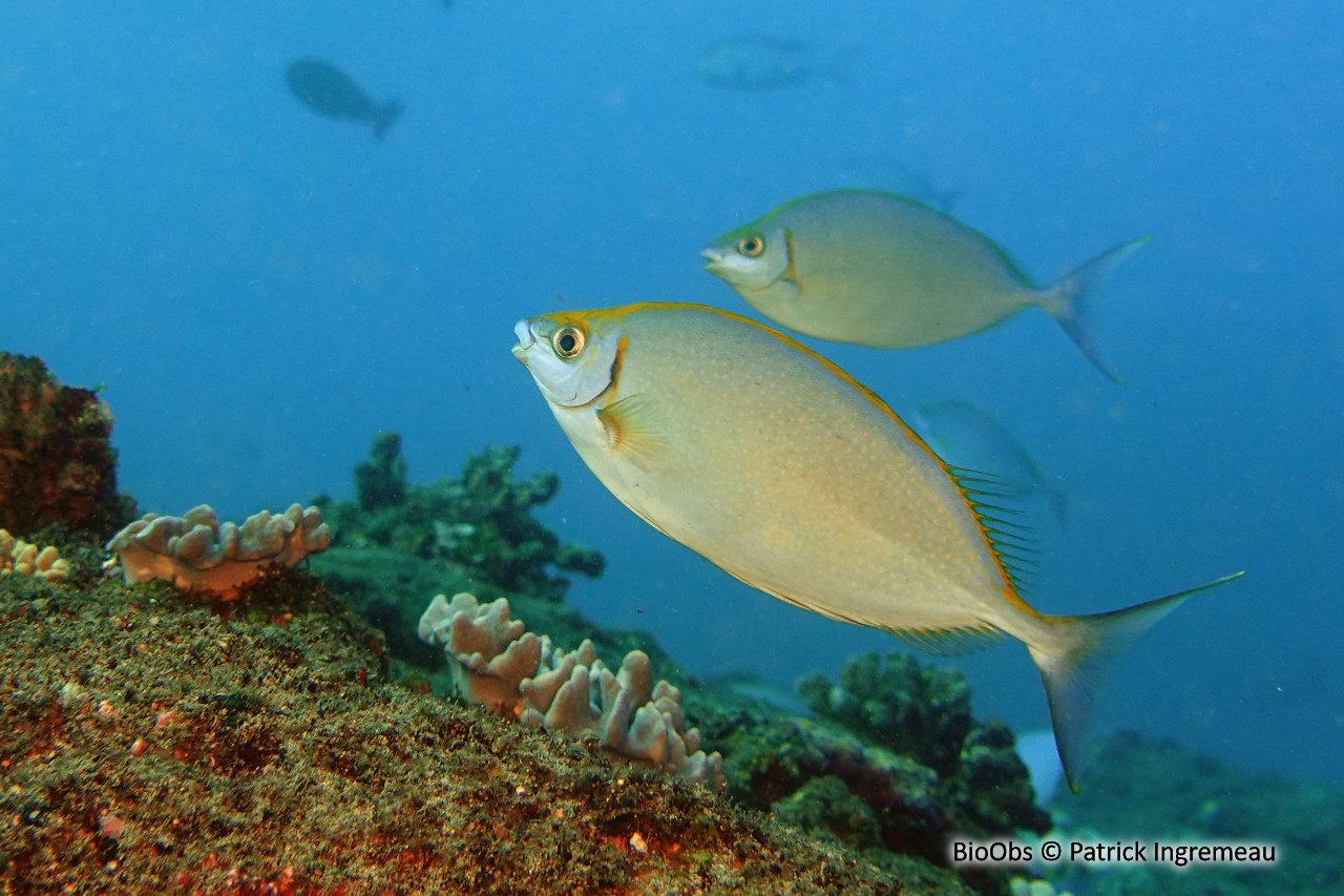 Poisson-lapin vermiculé - Siganus argenteus - Patrick Ingremeau - BioObs