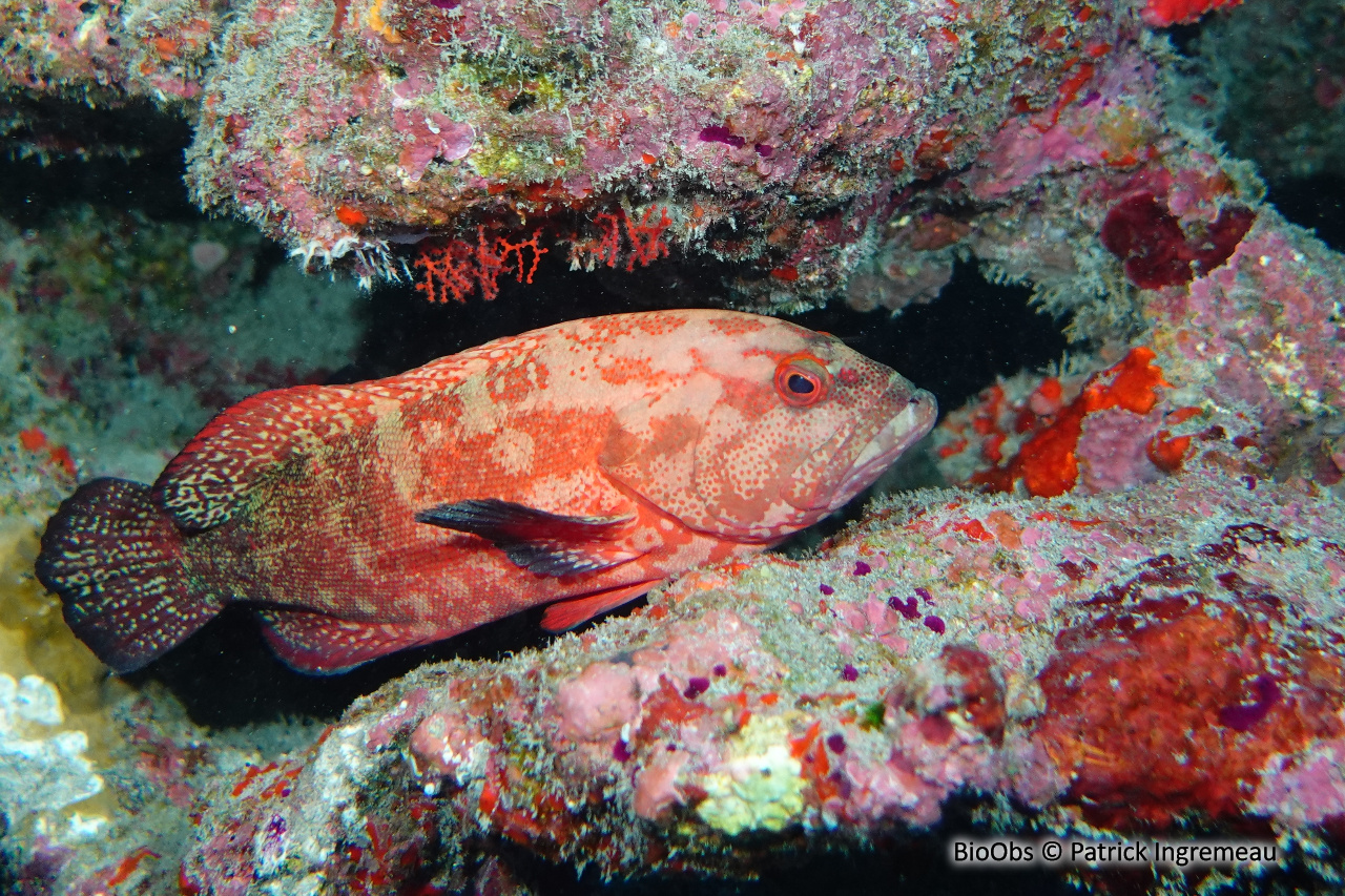 Vieille ailes noires - Cephalopholis nigripinnis - Patrick Ingremeau - BioObs