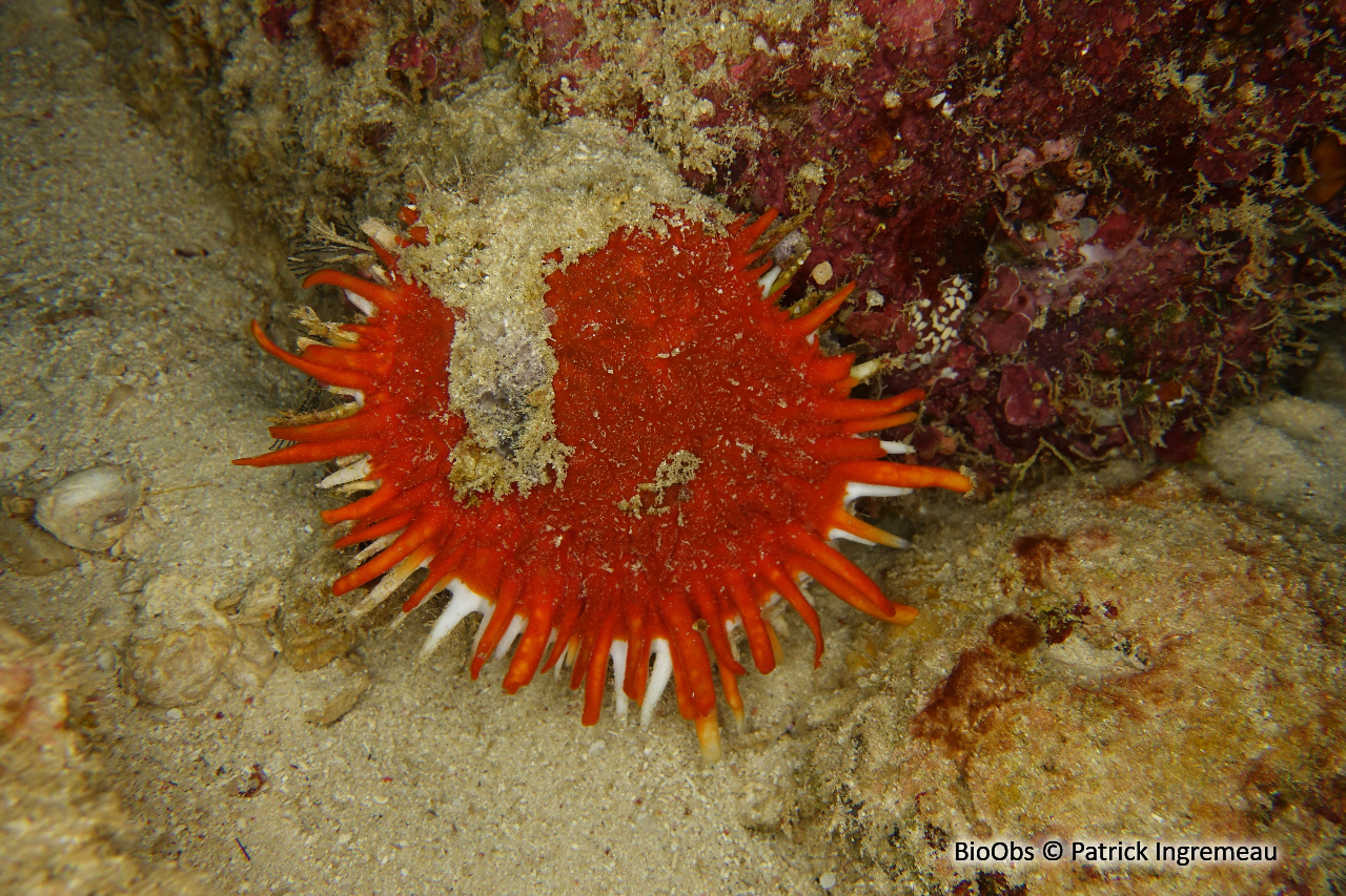 Spondyle d'Indo-Pacifique - Spondylus sp - Patrick Ingremeau - BioObs