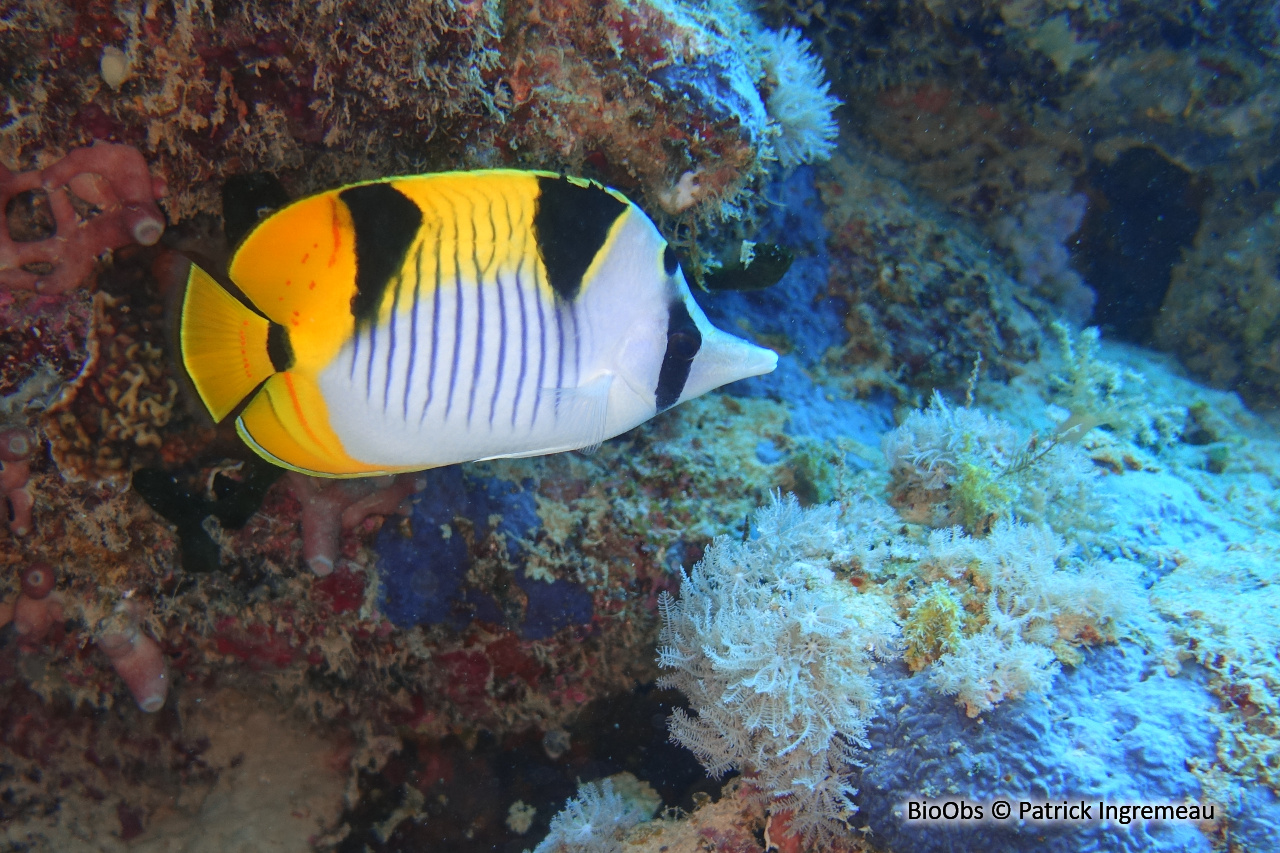 Poisson-papillon à selles - Chaetodon falcula - Patrick Ingremeau - BioObs