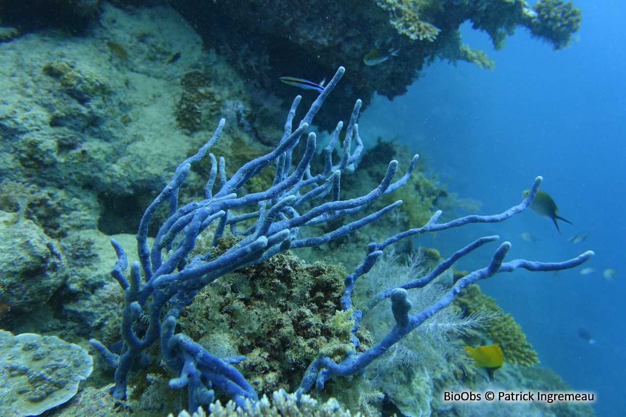Callyspongia biru - Callyspongia biru - Patrick Ingremeau - BioObs