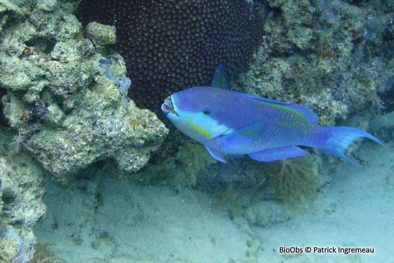 Perroquet grand bleu - Chlorurus strongylocephalus - Patrick Ingremeau - BioObs