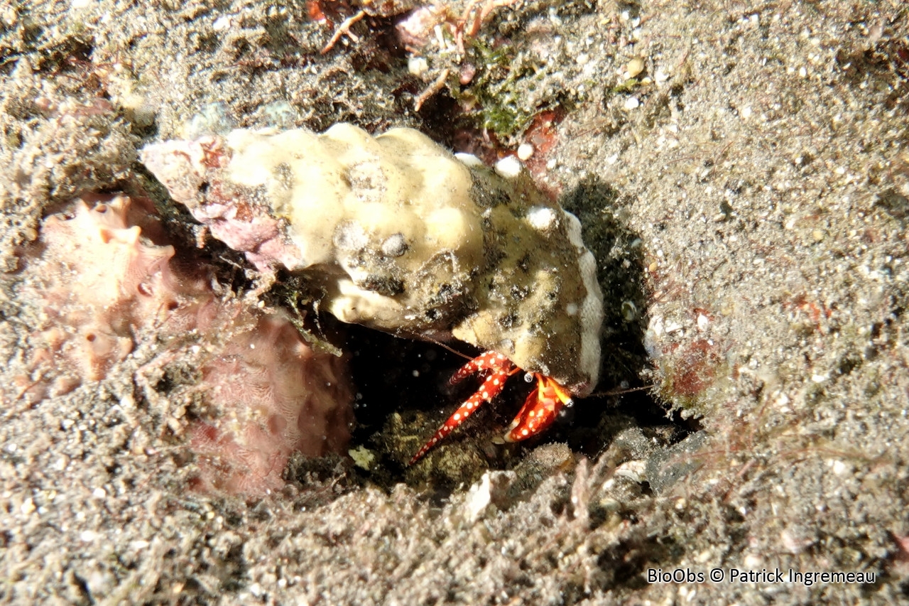 Bernard-l'ermite à points blancs - Calcinus argus - Patrick Ingremeau - BioObs