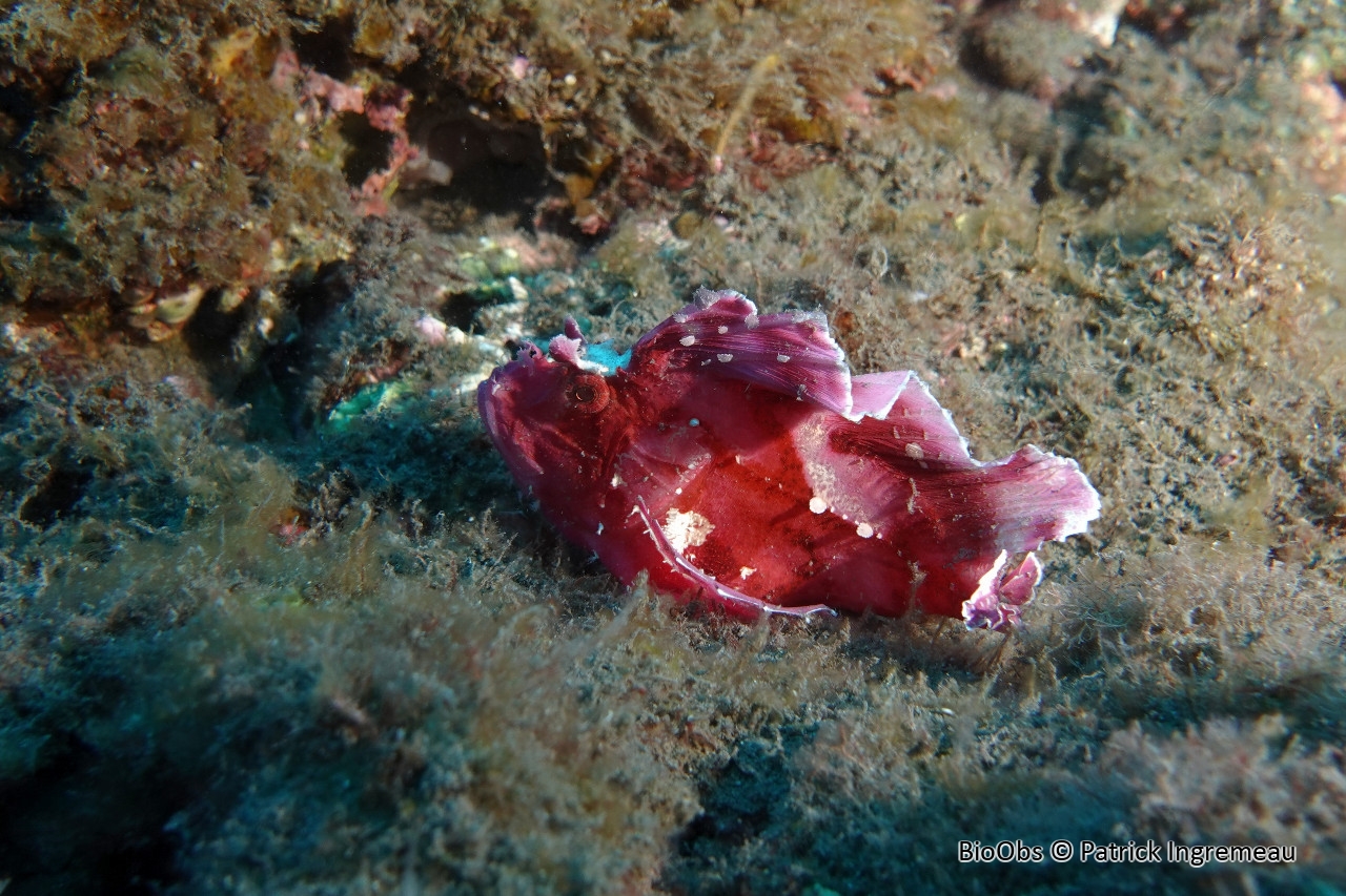 Poisson-scorpion feuille - Taenianotus triacanthus - Patrick Ingremeau - BioObs