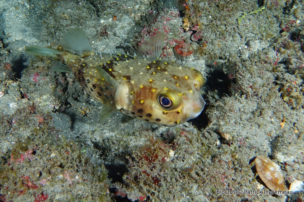 Poisson-hérisson à points jaunes - Cyclichthys spilostylus - Patrick Ingremeau - BioObs