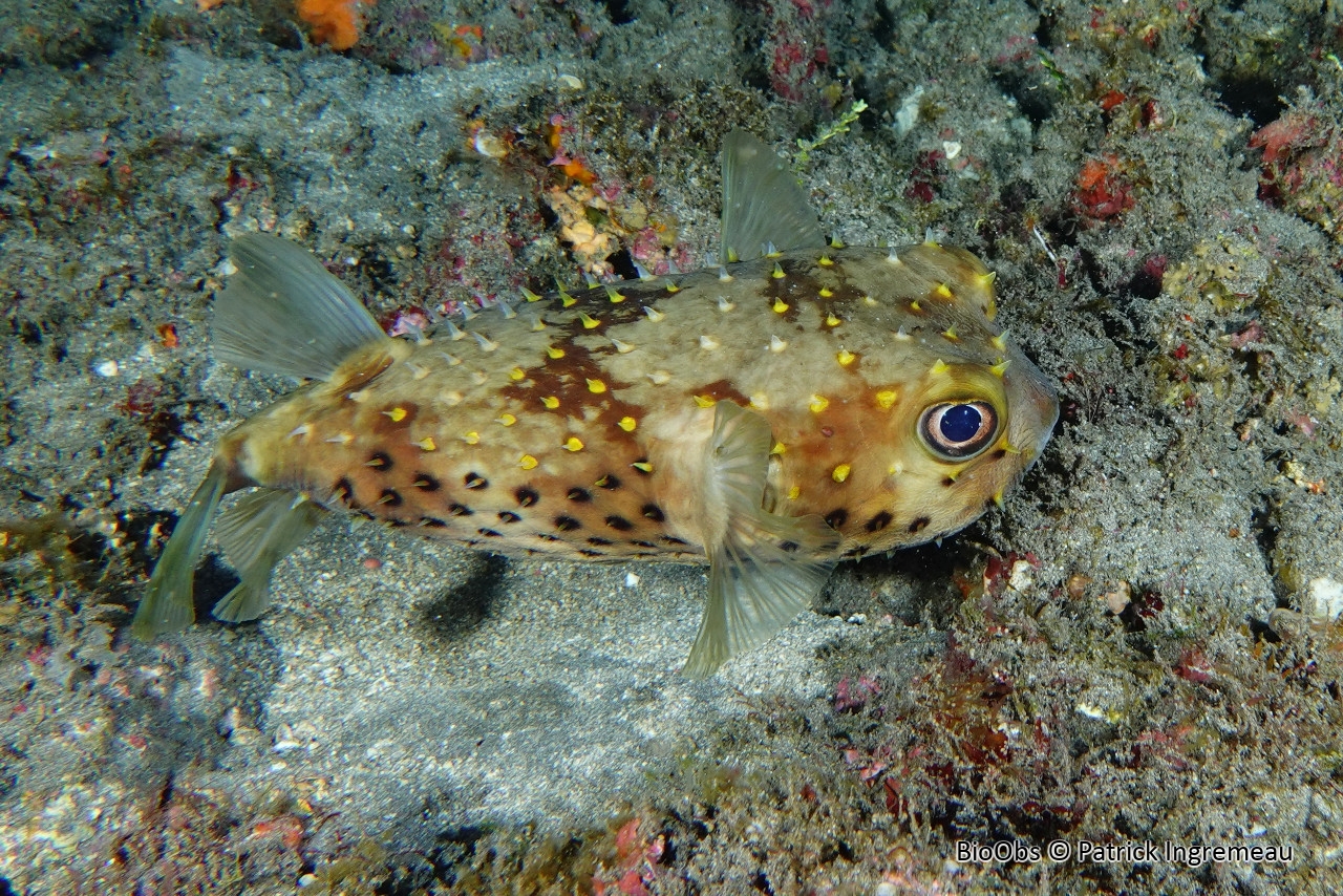 Poisson-hérisson à points jaunes - Cyclichthys spilostylus - Patrick Ingremeau - BioObs