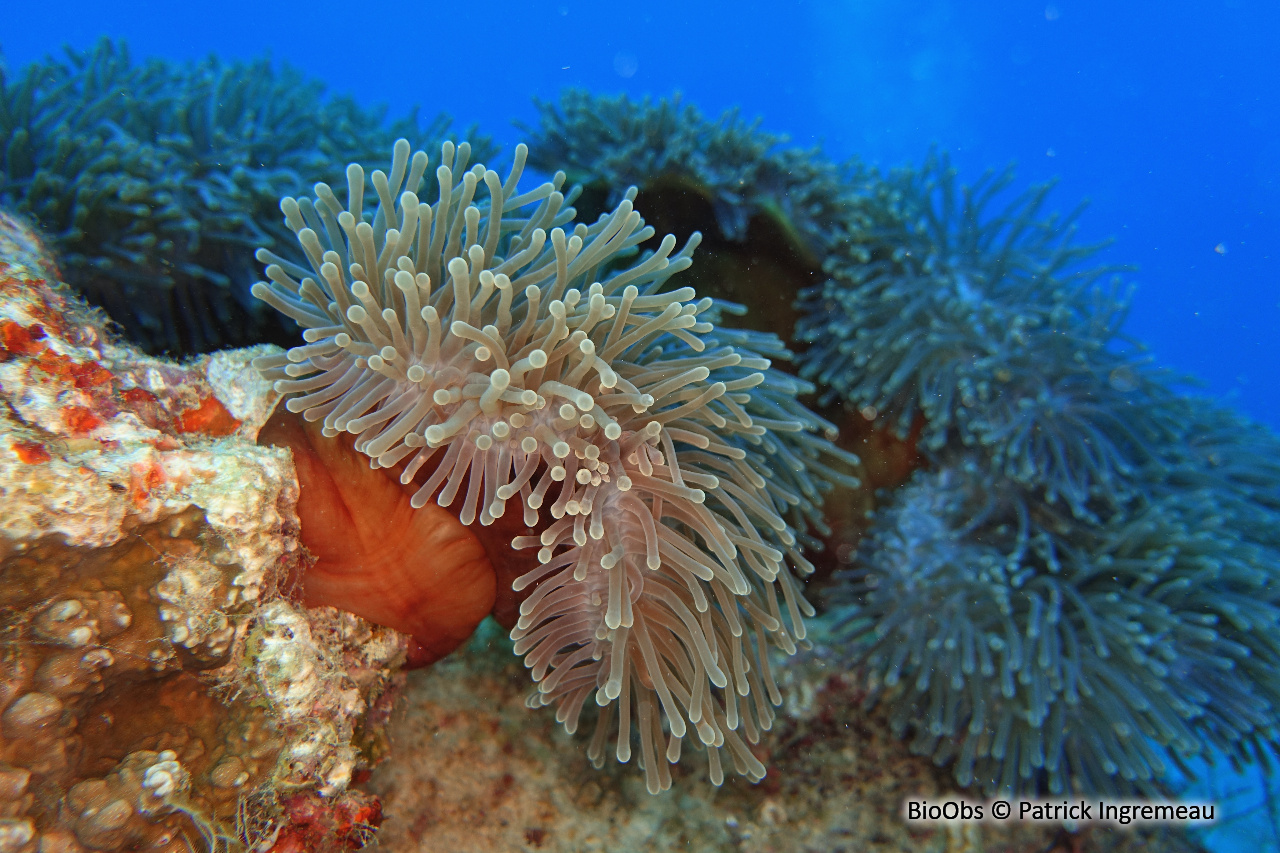 Anémone magnifique - Heteractis magnifica Anémone magnifique - Heteractis magnifica